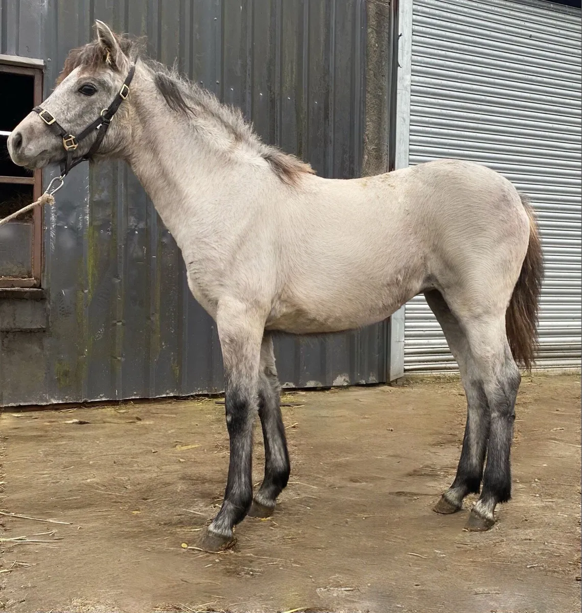 Connemara Filly Foal - Image 1