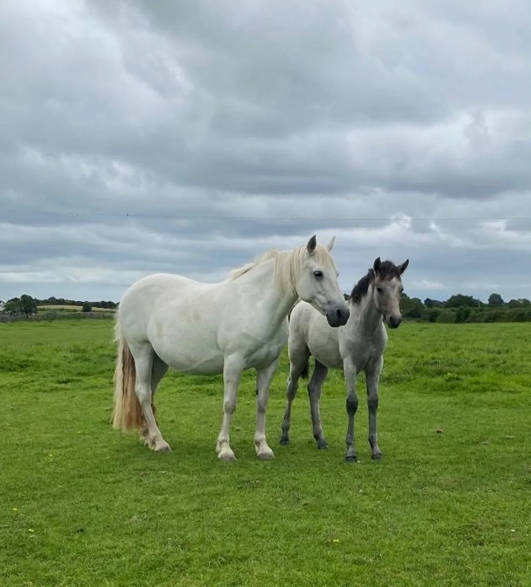 Connemara Filly Foal - Image 2