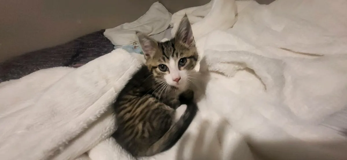 Kittens - Image 1