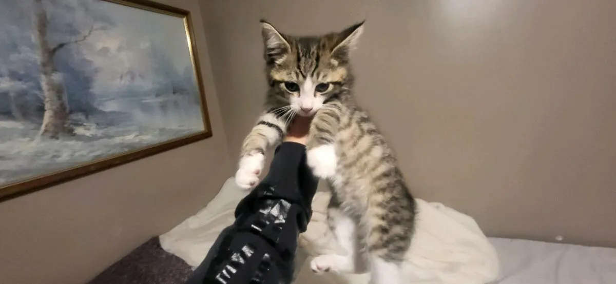 Kittens - Image 2