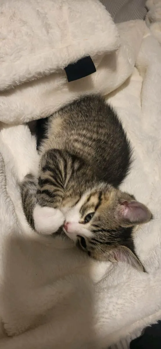 Kittens - Image 3