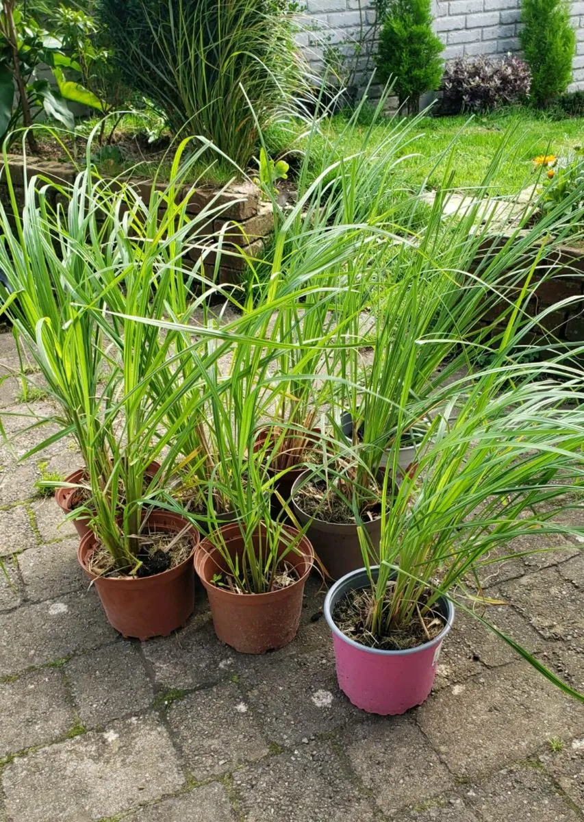 Ornamental grasses Delivery available - Image 1