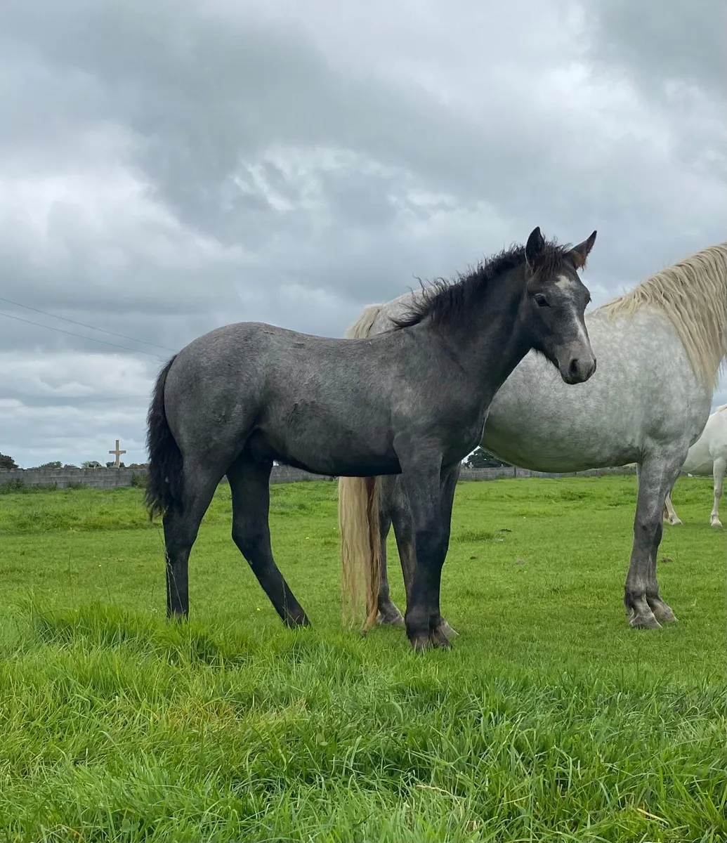 Performance bred Connemara colt foal - Image 1