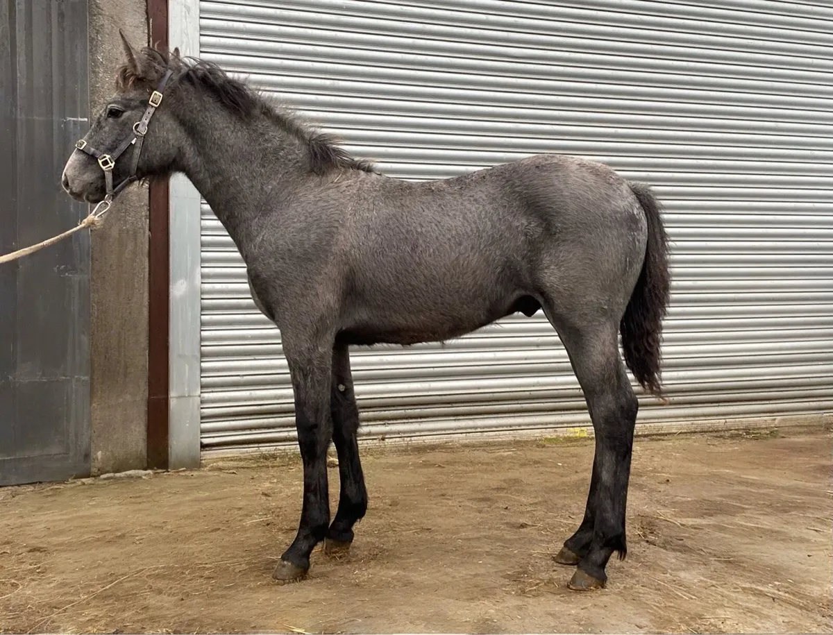 Performance bred Connemara colt foal - Image 2