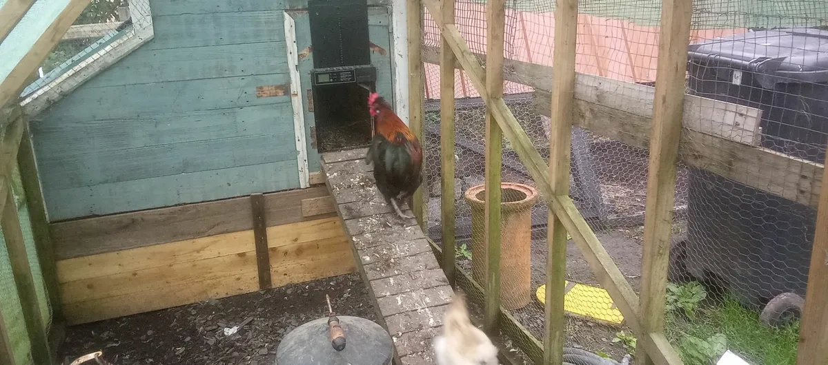 Roaster - Image 4