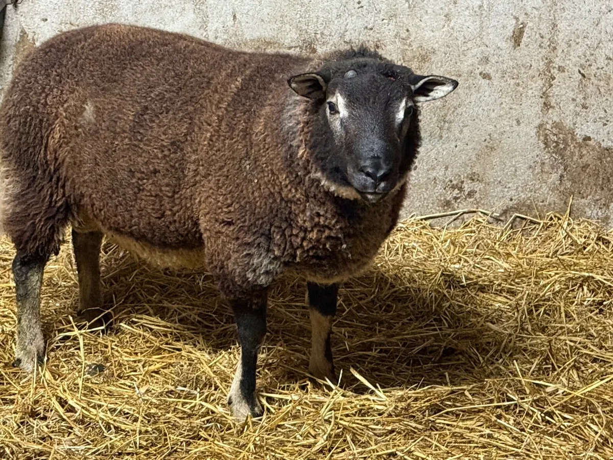 Badger face Texel hogget. - Image 1
