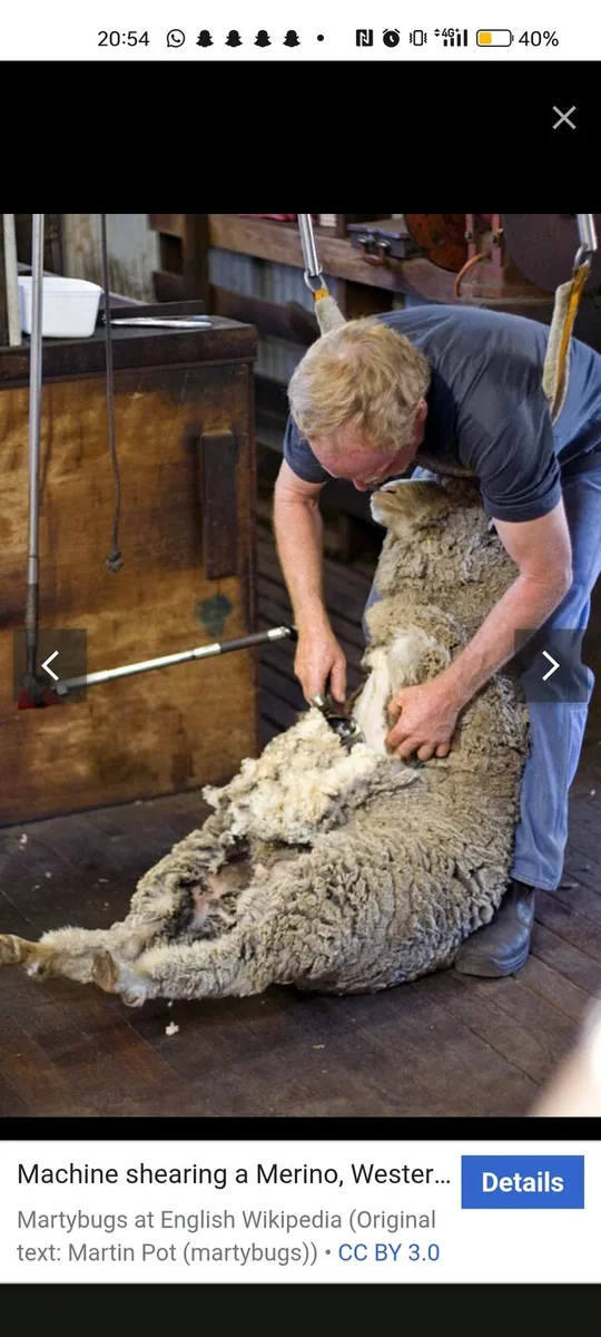 Sheep shearing