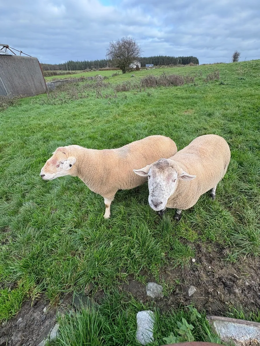 Breeding Rams - Image 1
