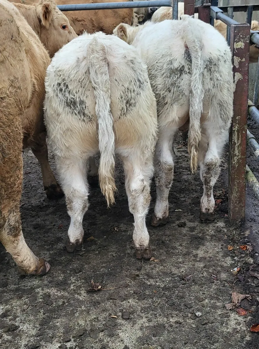 CH Weanling bulls @Castlerea Mart on 16/10 - Image 3