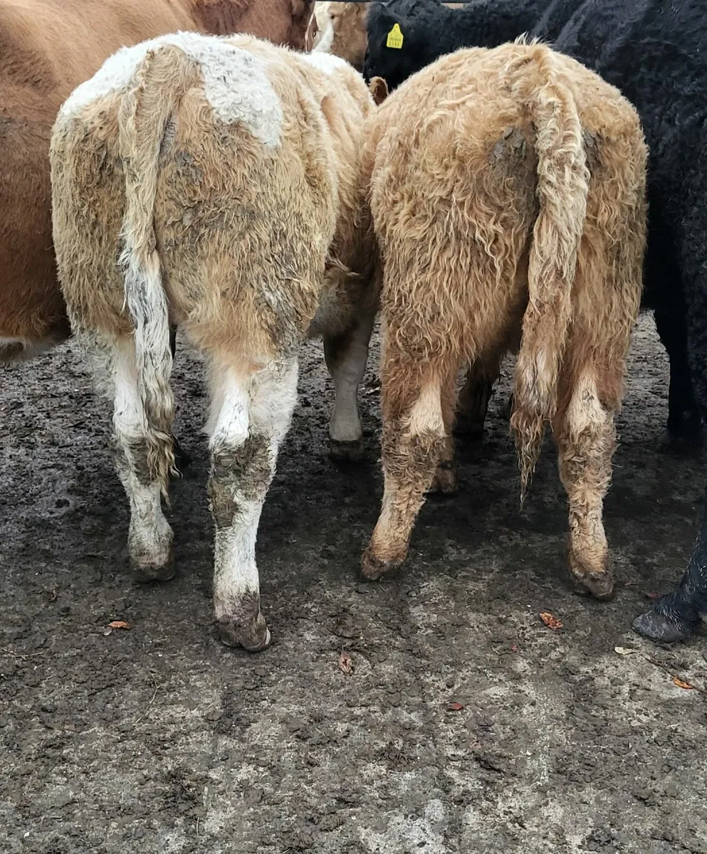 CH Weanling bulls @Castlerea Mart on 16/10 - Image 4
