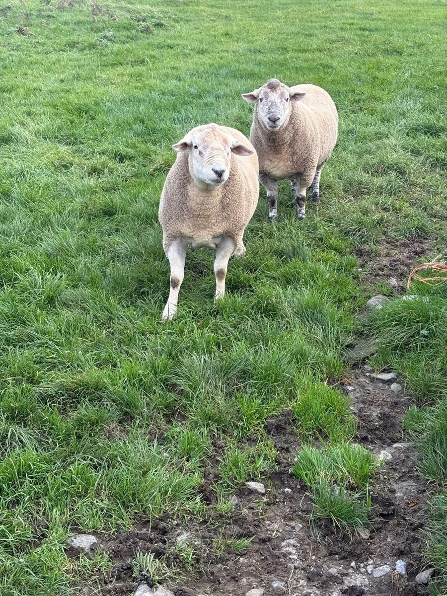 Breeding Rams - Image 3