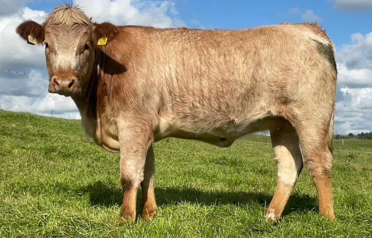 5☆ Limousin Maiden Heifer