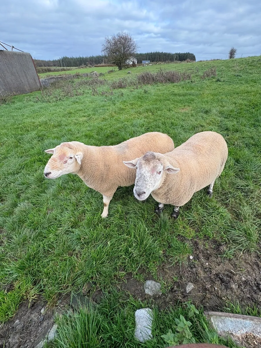 Breeding Rams - Image 4