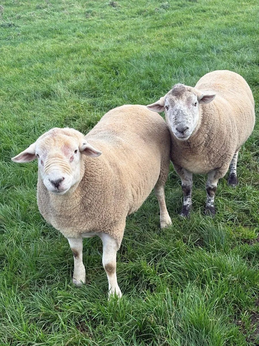 Breeding Rams - Image 4