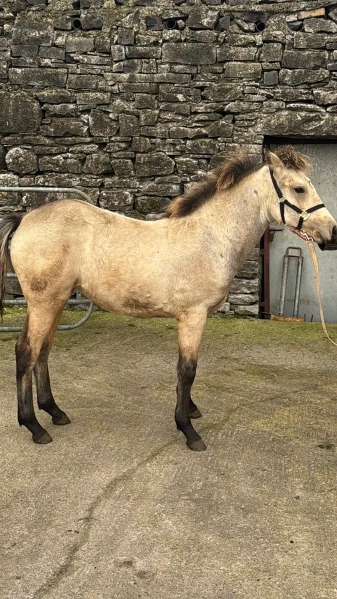 Dun Connemara Filly Foal by Gwennic de Goariva - Image 1