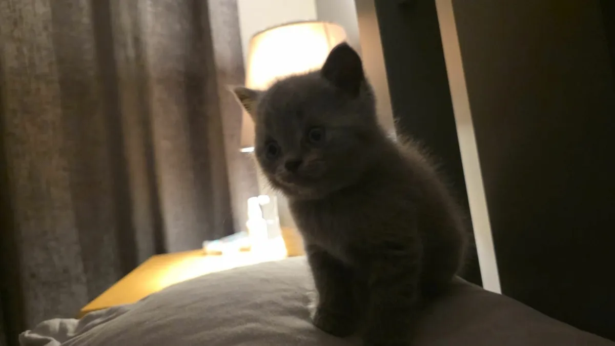 British Blue Shorthair kittens - Image 1