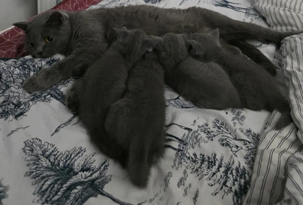 British Blue Shorthair kittens - Image 2
