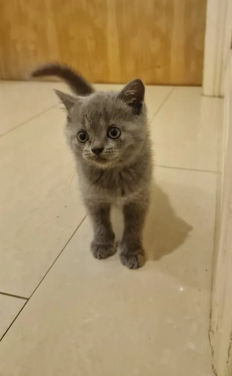 British Blue Shorthair kittens - Image 3