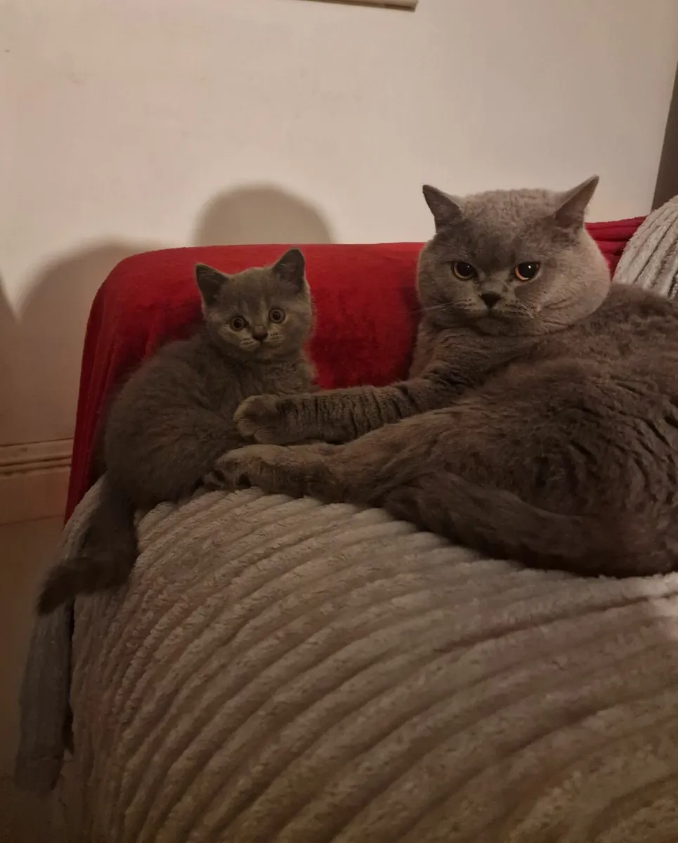 British Blue Shorthair kittens - Image 4