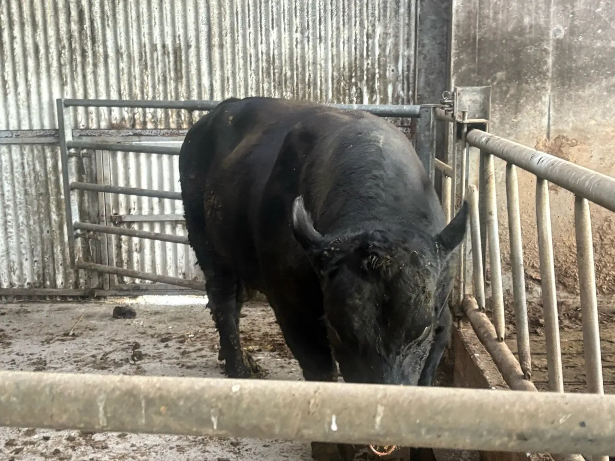 3yr old Angus bull for sale - Image 2