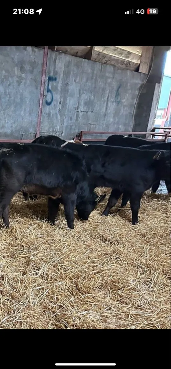 Weanlings - Image 2