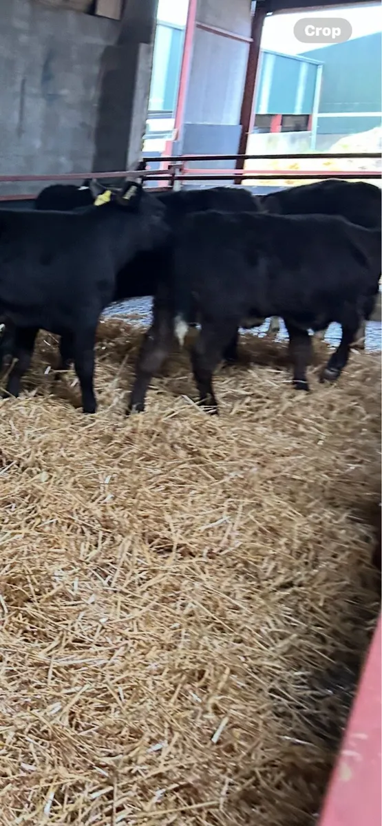 Weanlings - Image 3
