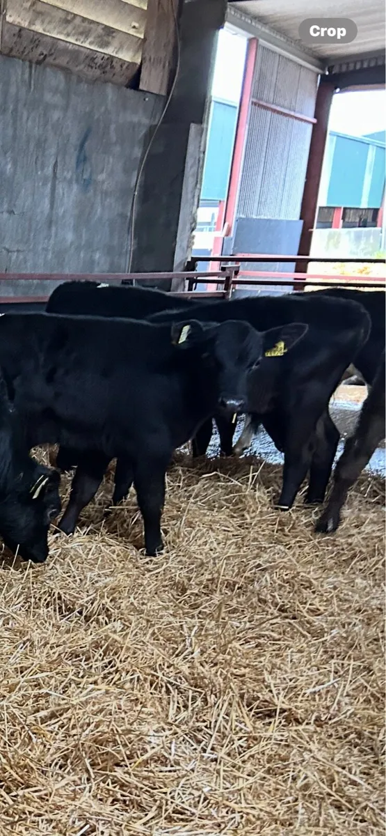 Weanlings - Image 1