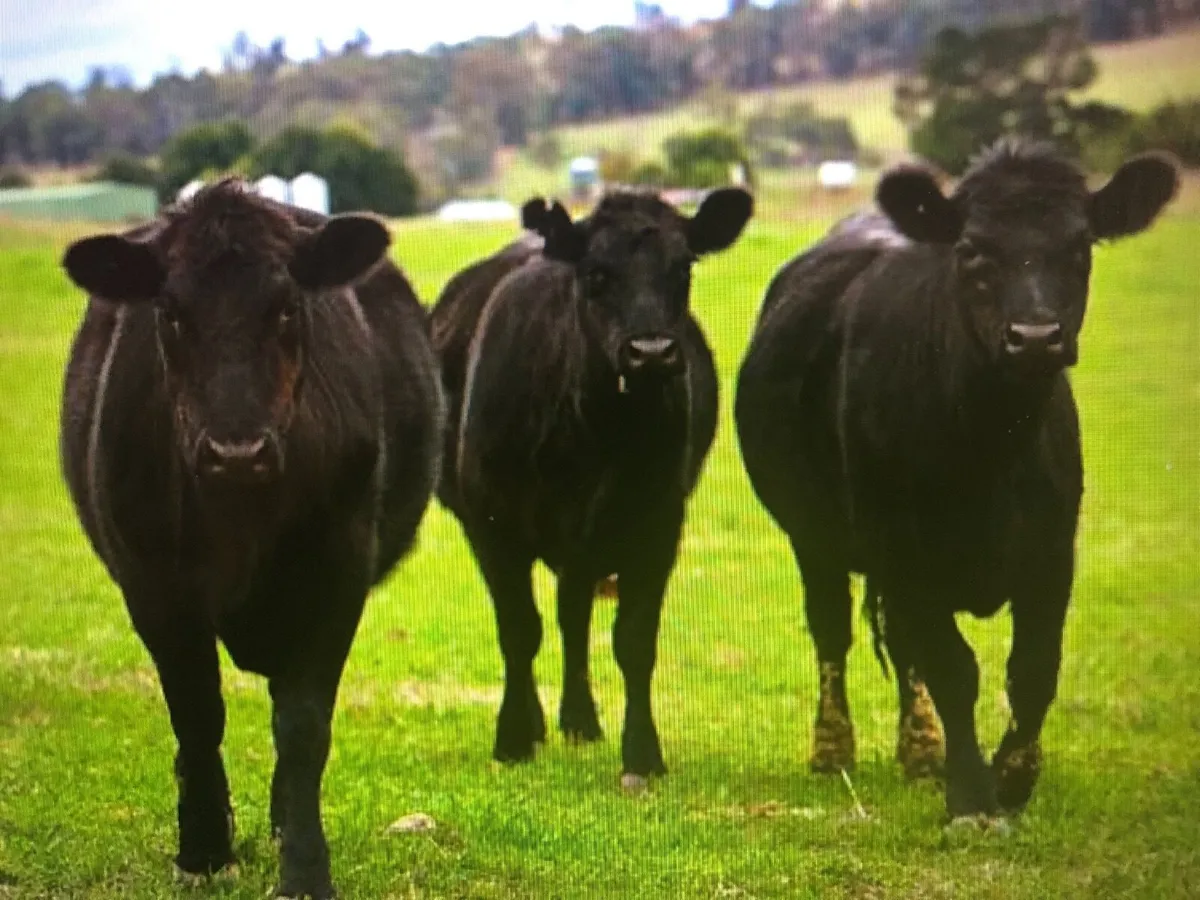 Weanling  Heifers - Image 1