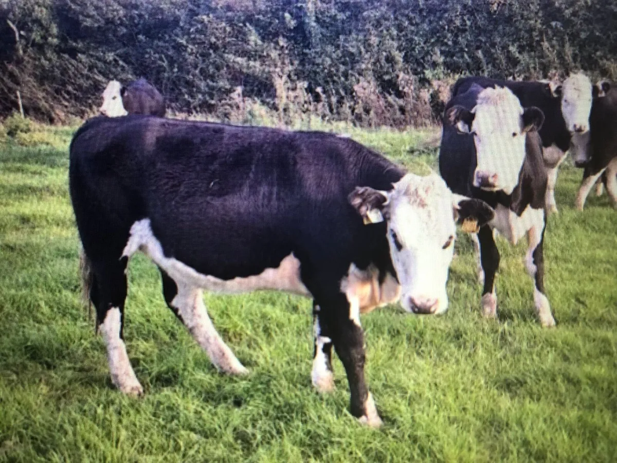 Weanling  Heifers - Image 2