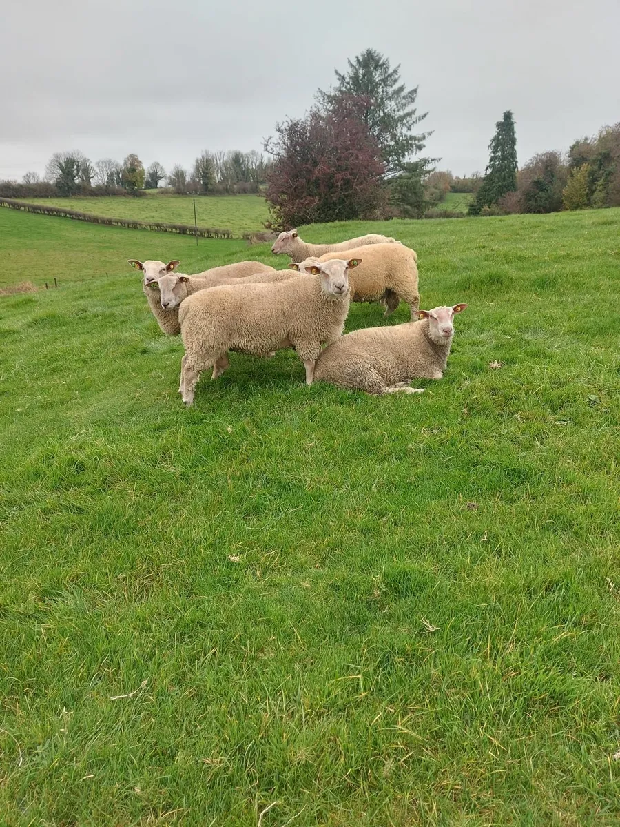 Sheep - Image 1
