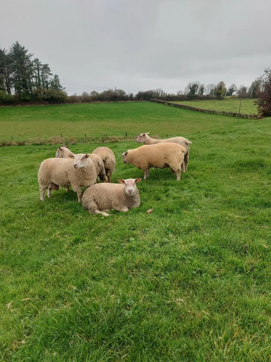 Sheep - Image 2