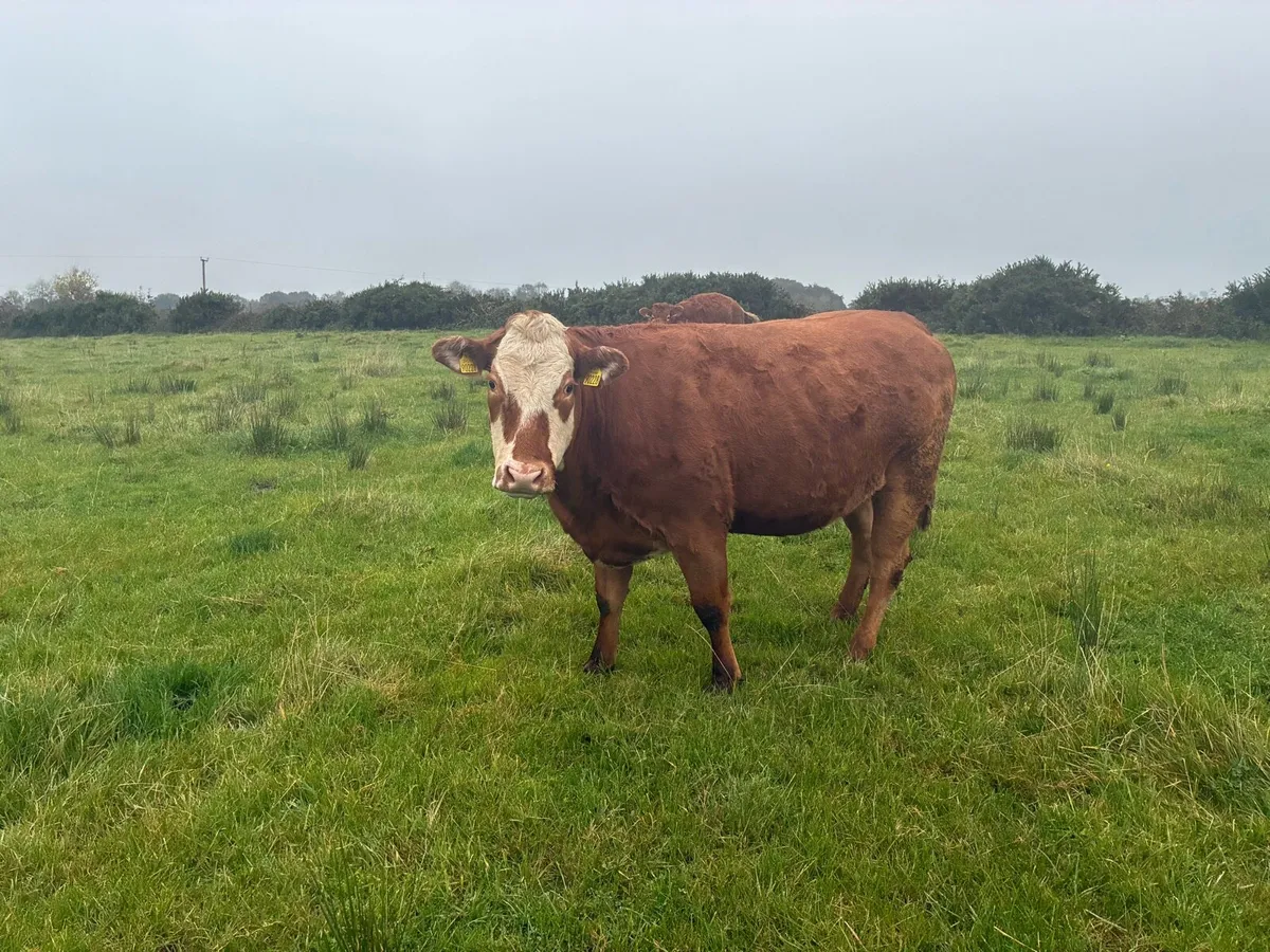 Springing heifers - Image 1