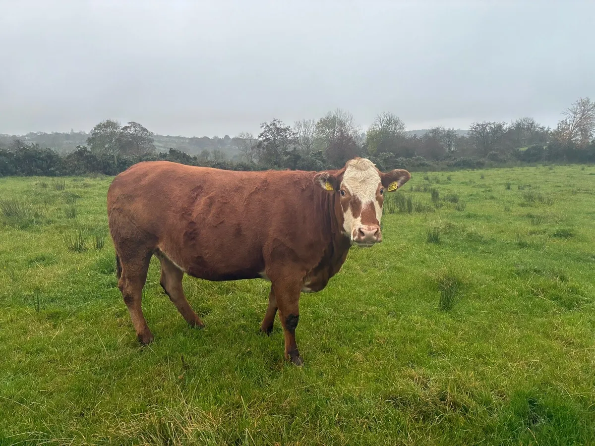 Springing heifers - Image 2