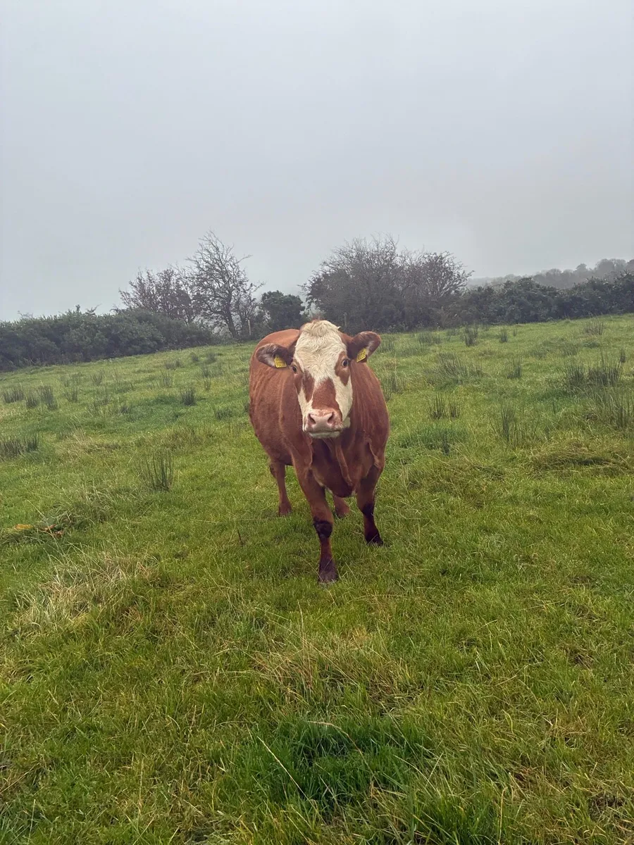 Springing heifers - Image 3