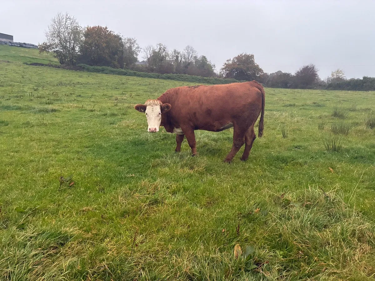 Springing heifers - Image 4