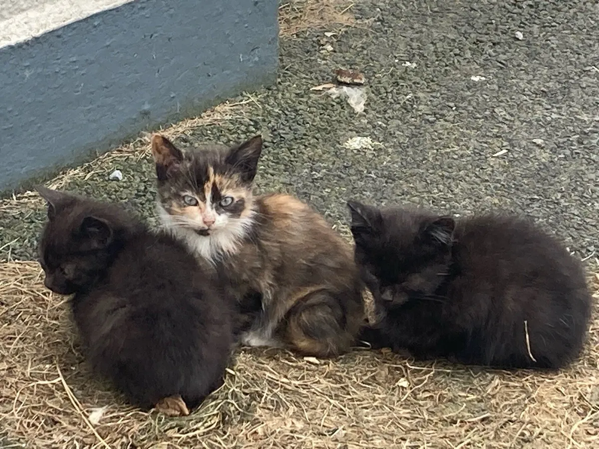 Kittens - Image 1