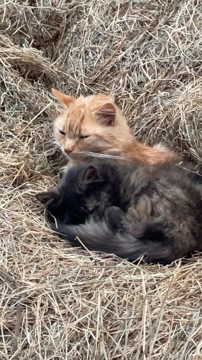Kittens - Image 3