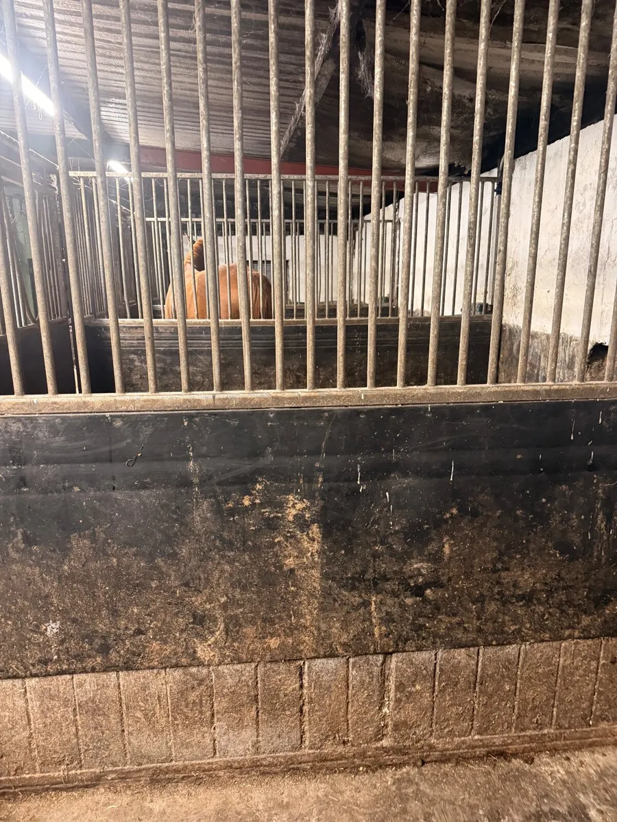 12x Indoor Stables with Dividers - Image 4