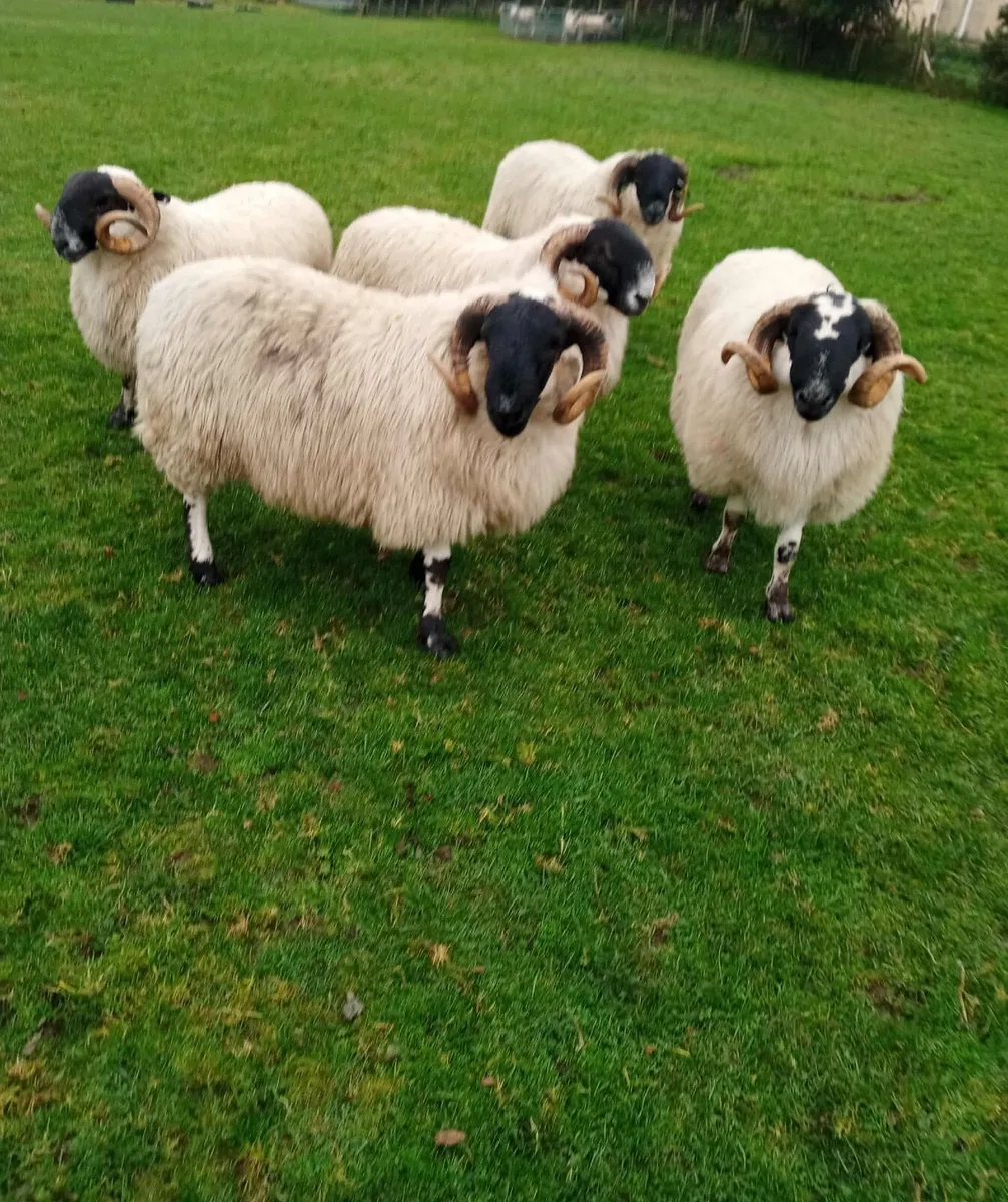 Blackface Rams