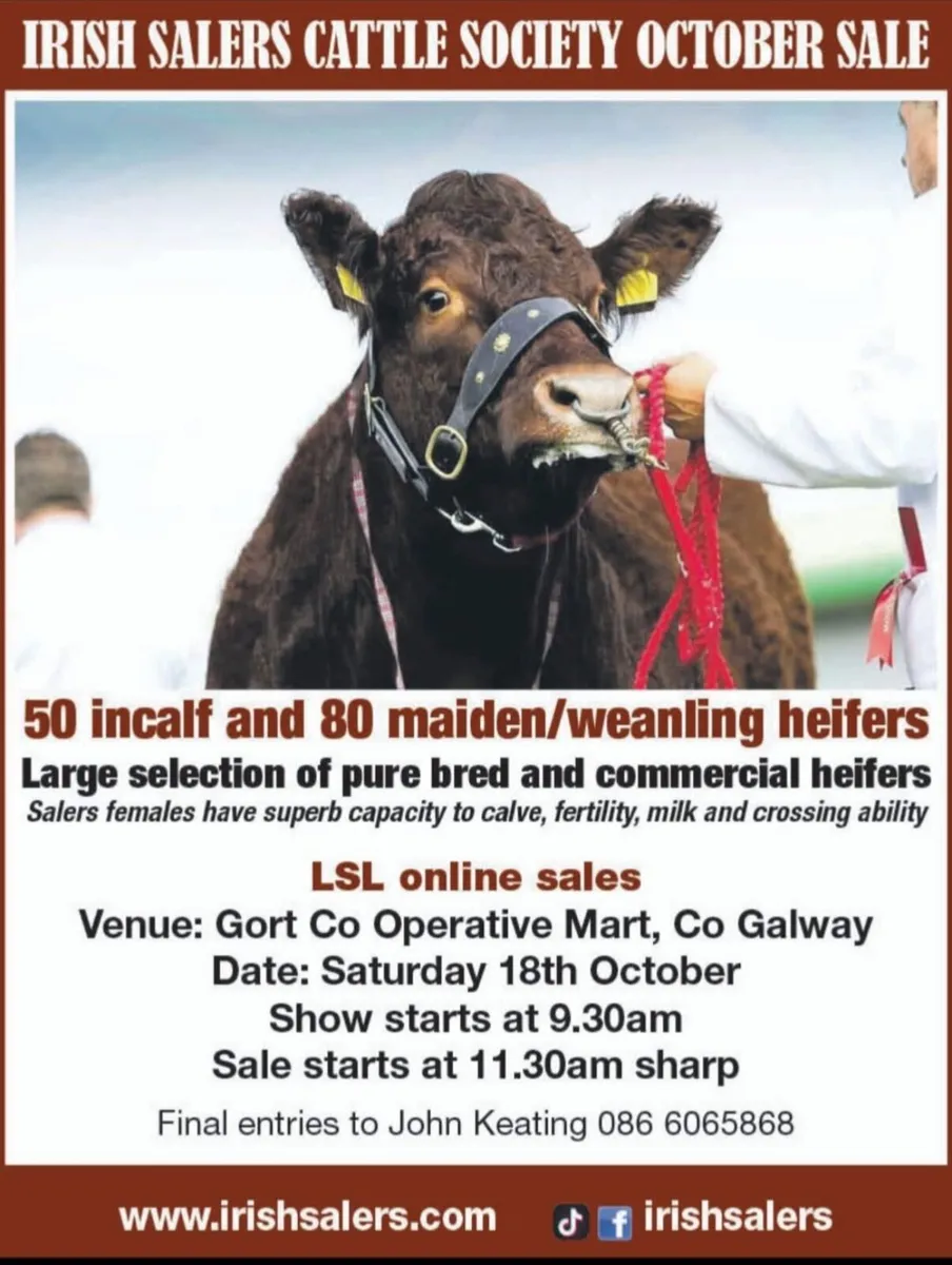 Saler Heifers - Image 2