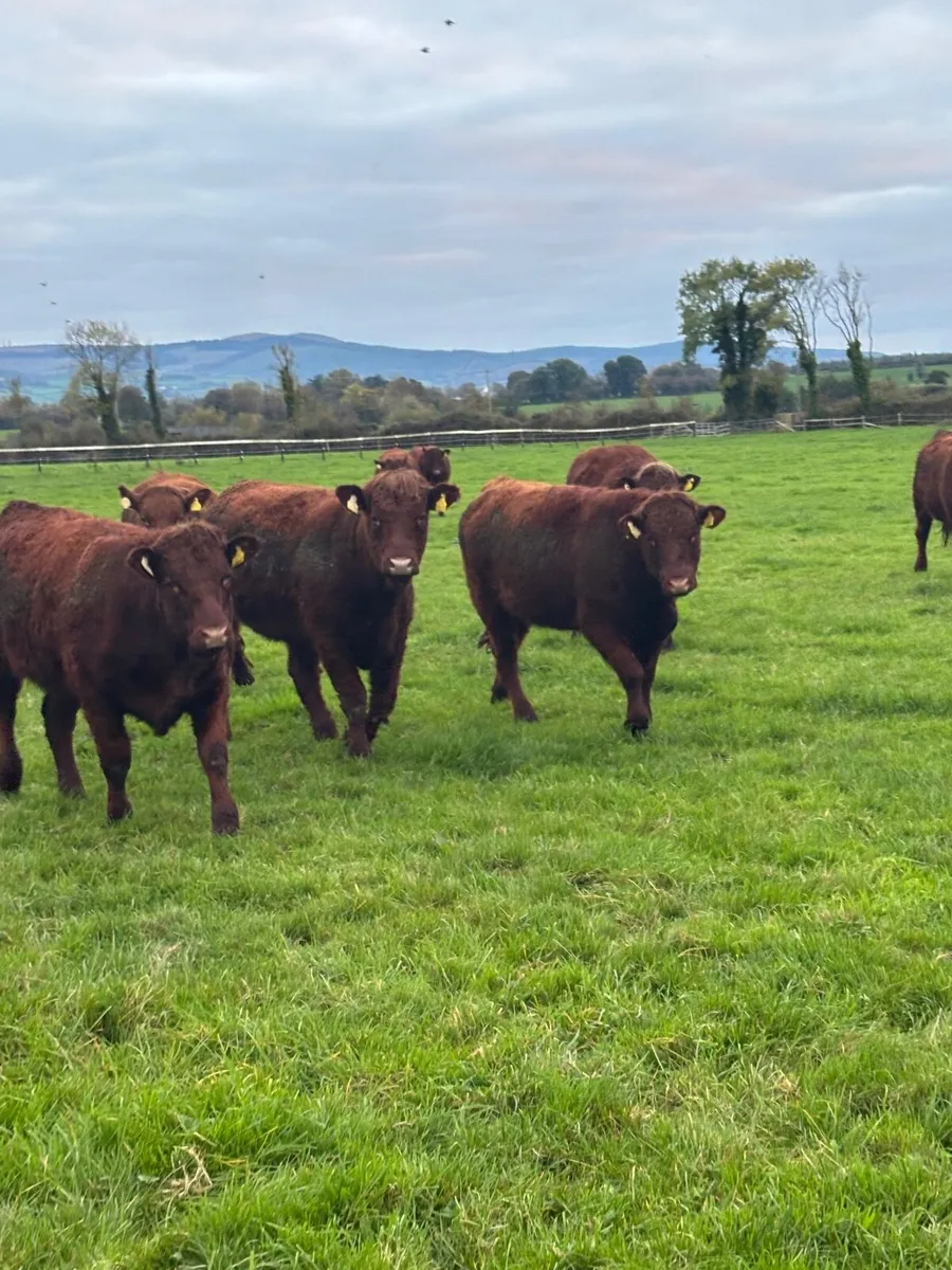 Saler Heifers - Image 3