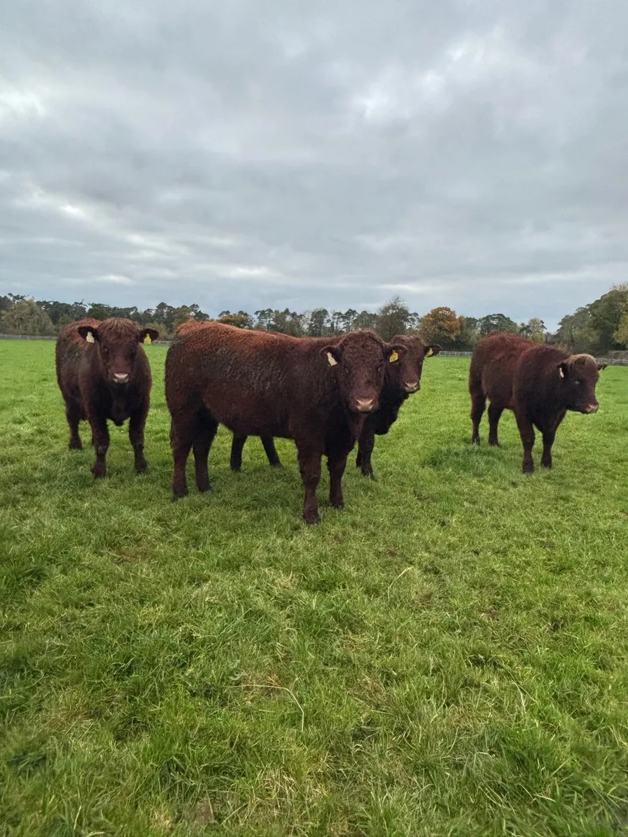 Saler Heifers - Image 4