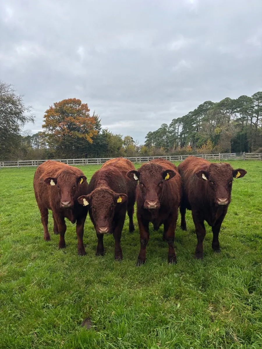 Saler Heifers - Image 1