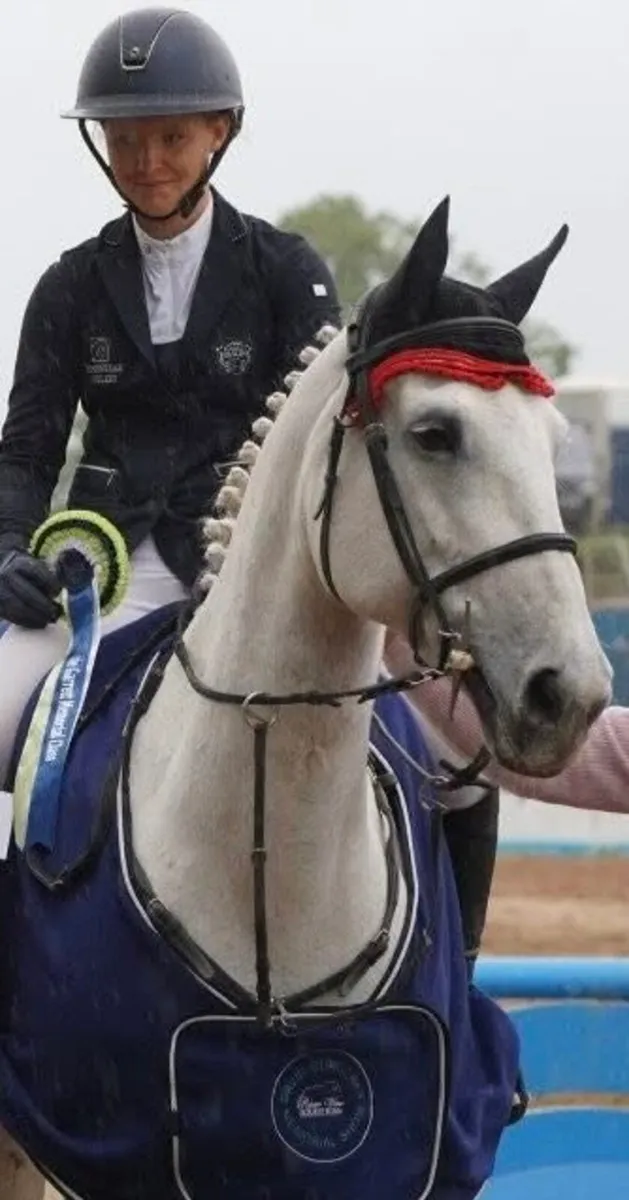 Competitive Amateur Show Jumping Horse - Image 1