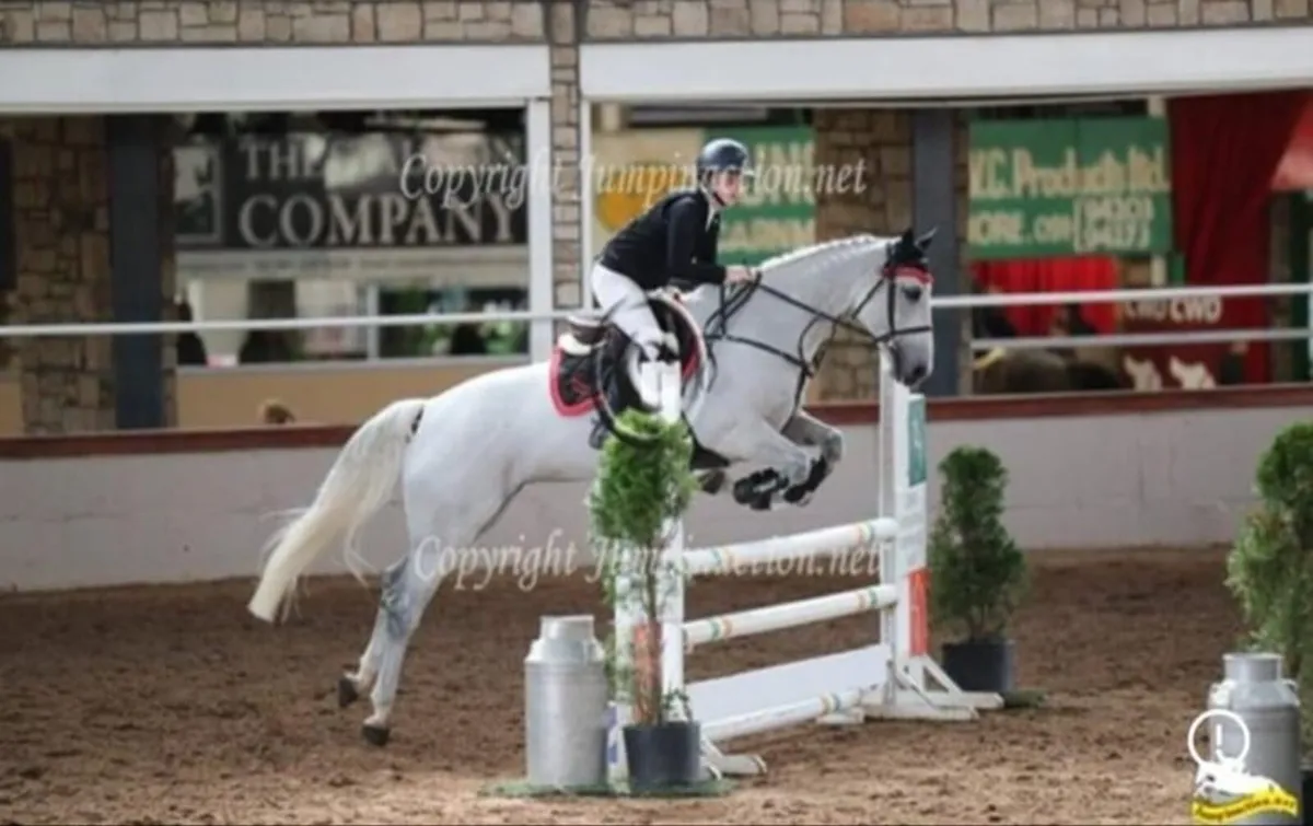 Competitive Amateur Show Jumping Horse - Image 2