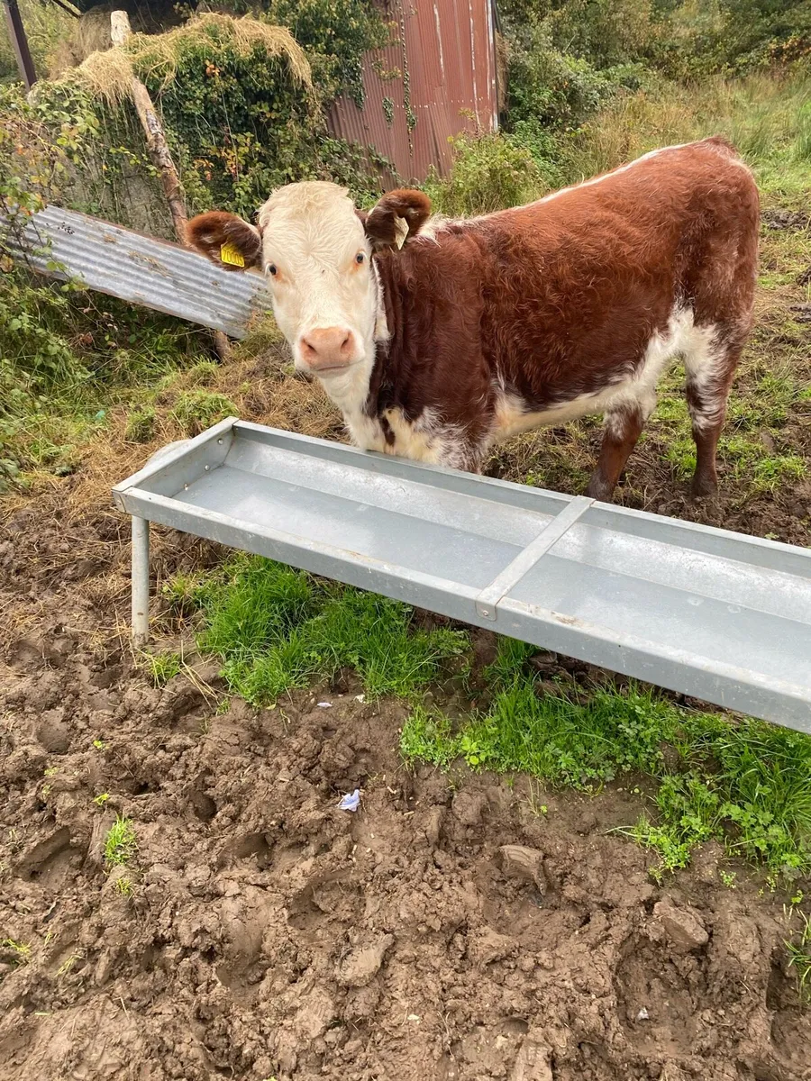 Two Roan Beef Shorthorn Heifers - Image 2