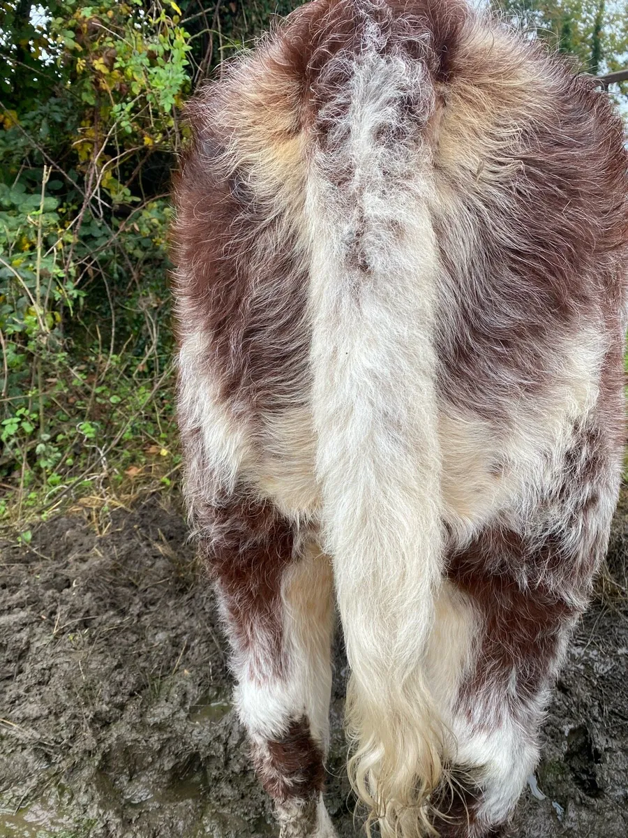 Two Roan Beef Shorthorn Heifers - Image 3