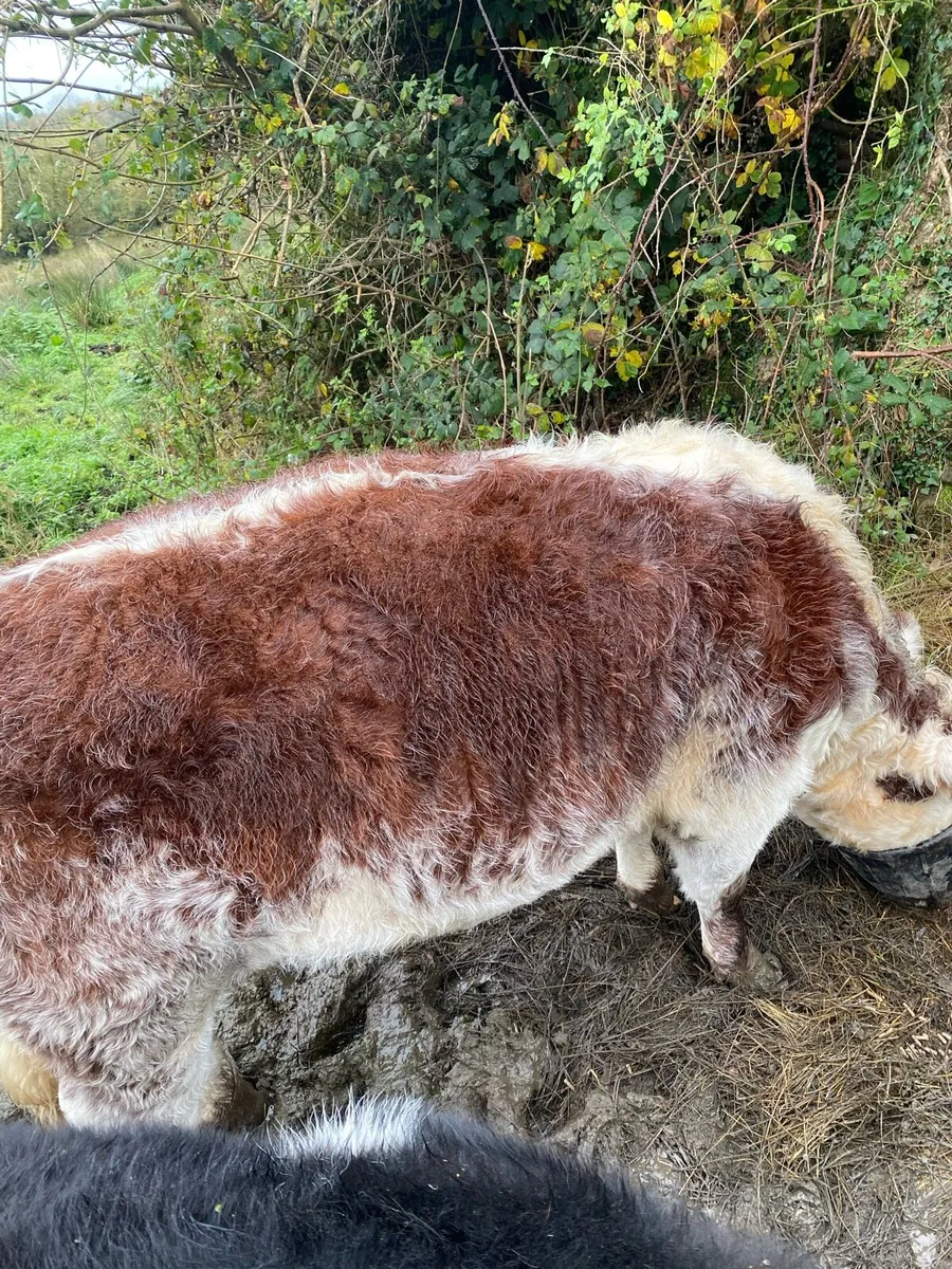Two Roan Beef Shorthorn Heifers - Image 4