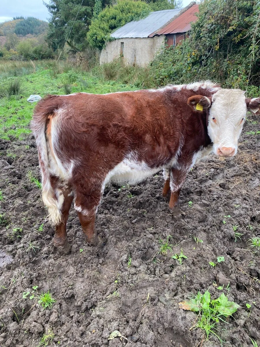 Two Roan Beef Shorthorn Heifers - Image 1
