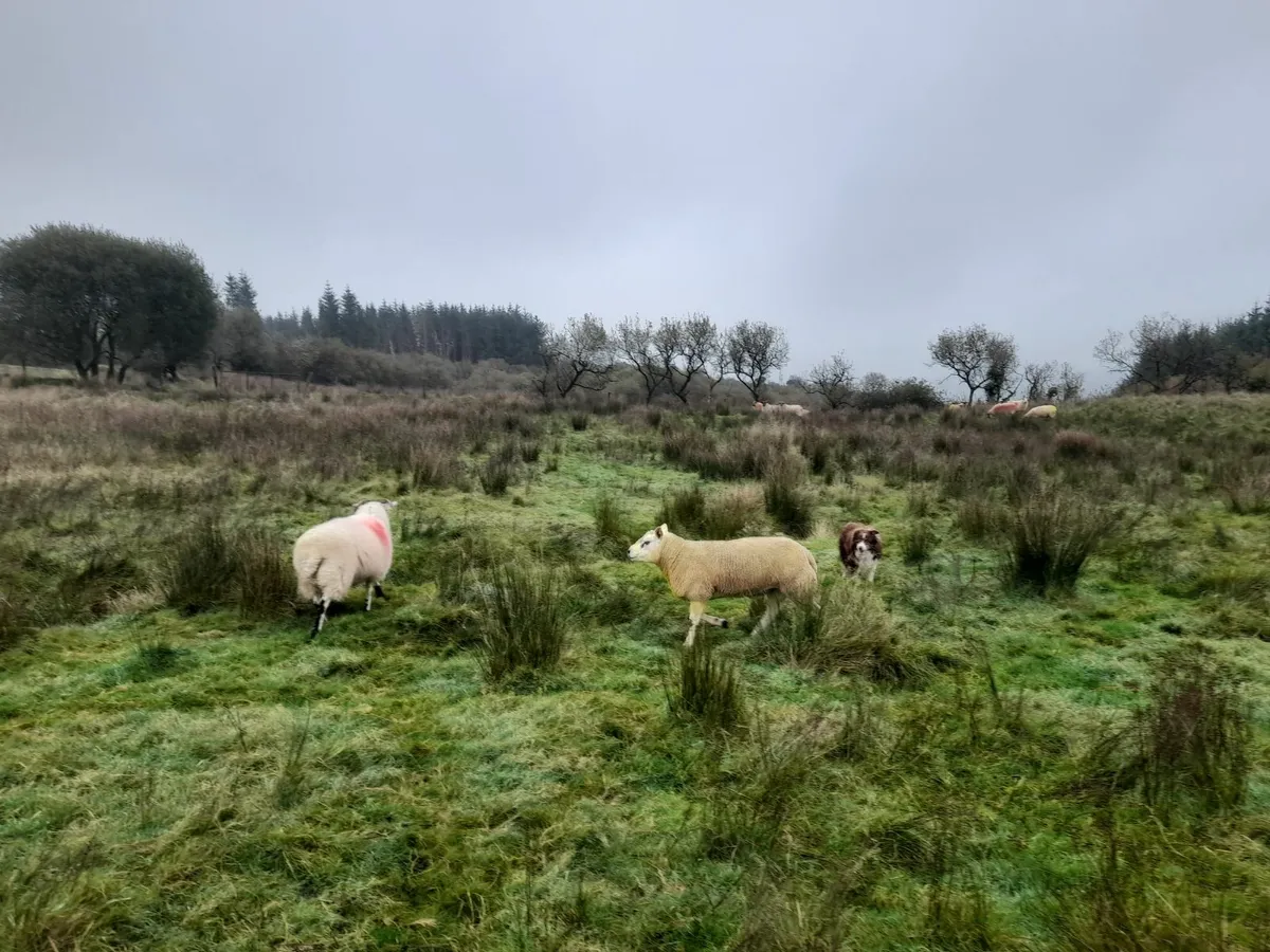 PBR Texel hogget ram - Image 1